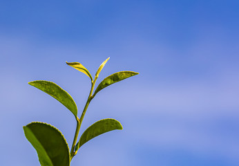 Fototapeta na wymiar Green tea young leaf