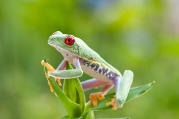 Agalychnis callidryas
