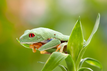 Agalychnis callidryas