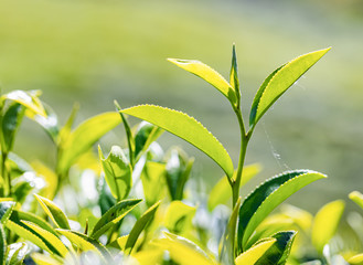 Green tea young leaf