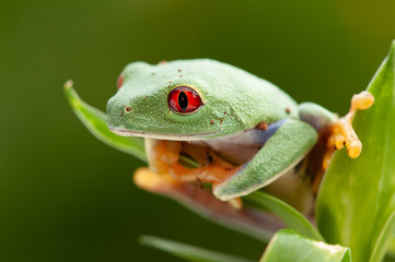 Agalychnis callidryas