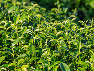 Green tea young leaf