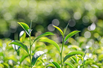 Green tea young leaf