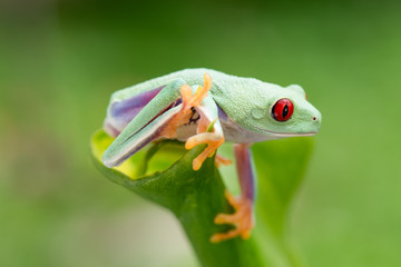 Naklejka premium Agalychnis callidryas