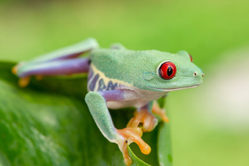 Agalychnis callidryas
