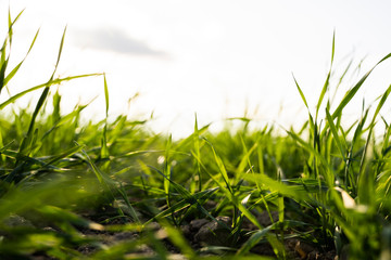 Young wheat seedlings growing on a field in autumn. Young green wheat growing in soil. Agricultural proces. Close up on sprouting rye agriculture on a field sunny day with blue sky. Sprouts of rye.