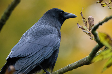 black crow