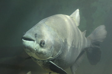 fish in aquarium
