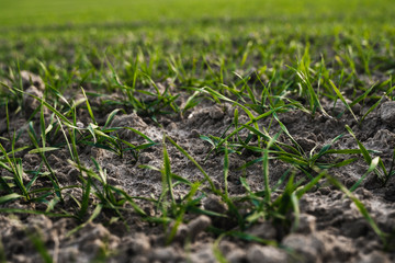 Young wheat seedlings growing on a field in autumn. Young green wheat growing in soil. Agricultural proces. Close up on sprouting rye agriculture on a field sunny day with blue sky. Sprouts of rye.