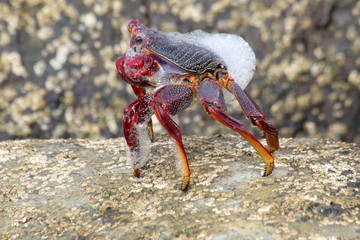 rote_Klippenkrabbe
