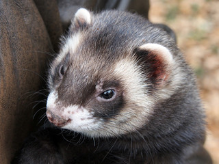 Cute ferret posing sitting on his hands, close-up.