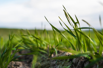 Young wheat seedlings growing on a field in autumn. Young green wheat growing in soil. Agricultural proces. Close up on sprouting rye agriculture on a field sunny day with blue sky. Sprouts of rye.