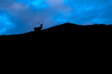 wild stag deer on a scottish hillside