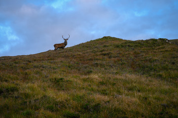 wild stag deer on a scottish hillside