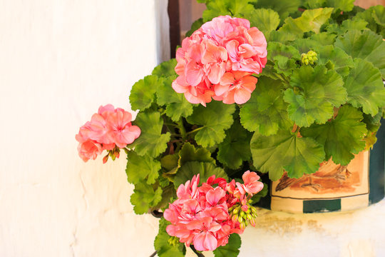Geraniums on the window