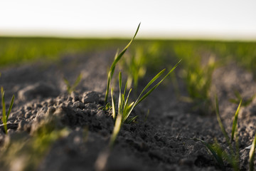 Young wheat seedlings growing on a field in autumn. Young green wheat growing in soil. Agricultural proces. Close up on sprouting rye agriculture on a field sunny day with blue sky. Sprouts of rye.