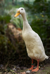 White male Indian runner duck