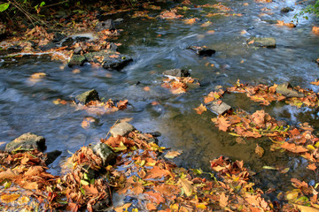 L'automne dans la rivière