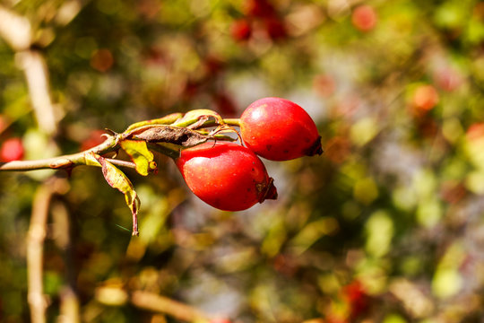Common rosehip