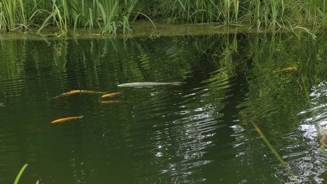 Koi carp in garden pond. Wavy surface of pond, grass and reeds nearby. Floating fish in water, golden crucian