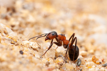 Ant