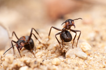 Ant