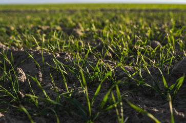 Young wheat seedlings growing on a field in autumn. Young green wheat growing in soil. Agricultural proces. Close up on sprouting rye agriculture on a field sunny day with blue sky. Sprouts of rye.