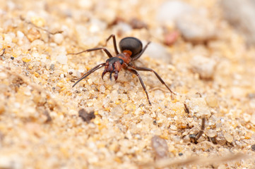 Ant
