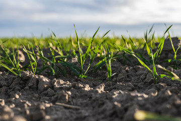 Young wheat seedlings growing on a field in autumn. Young green wheat growing in soil. Agricultural proces. Close up on sprouting rye agriculture on a field sunny day with blue sky. Sprouts of rye.
