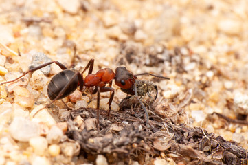 Ant