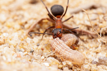 Ant