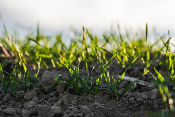 Young wheat seedlings growing on a field in autumn. Young green wheat growing in soil. Agricultural proces. Close up on sprouting rye agriculture on a field sunny day with blue sky. Sprouts of rye.