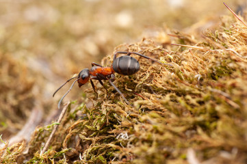 Ant