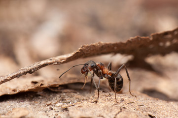 Ant