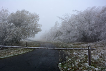 Icy trees on a cold winter day with a barrier in front of a roa with fog