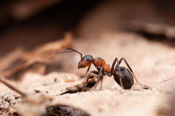 Ant