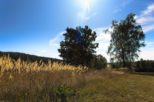 Landscape view
