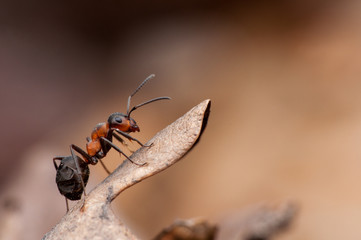 Ant