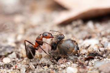 Ant
