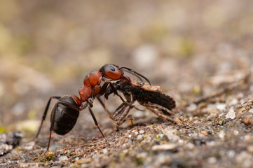 Ant