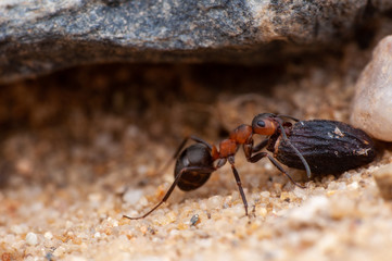 Ant