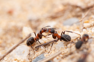 Ant