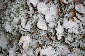 Yellow leaves with First snow background