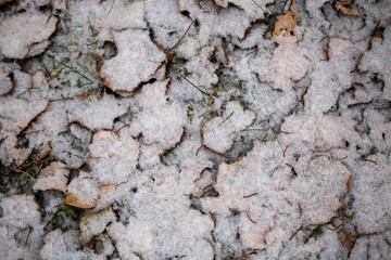 Yellow leaves with First snow background