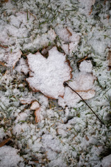 Yellow leaves with First snow background