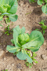 Early cabbage grows on beds in the summer in the garden