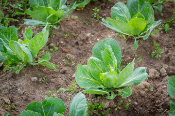 Early cabbage grows on beds in the summer in the garden