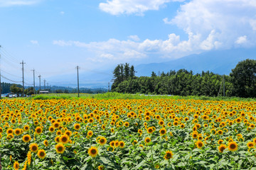 field of sunflowers