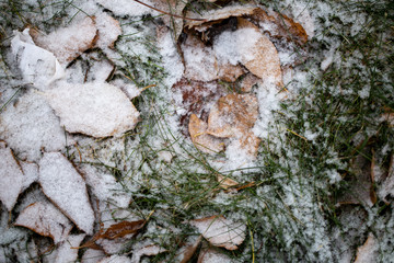 Yellow leaves with First snow background