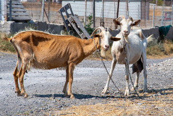 Pair of goats